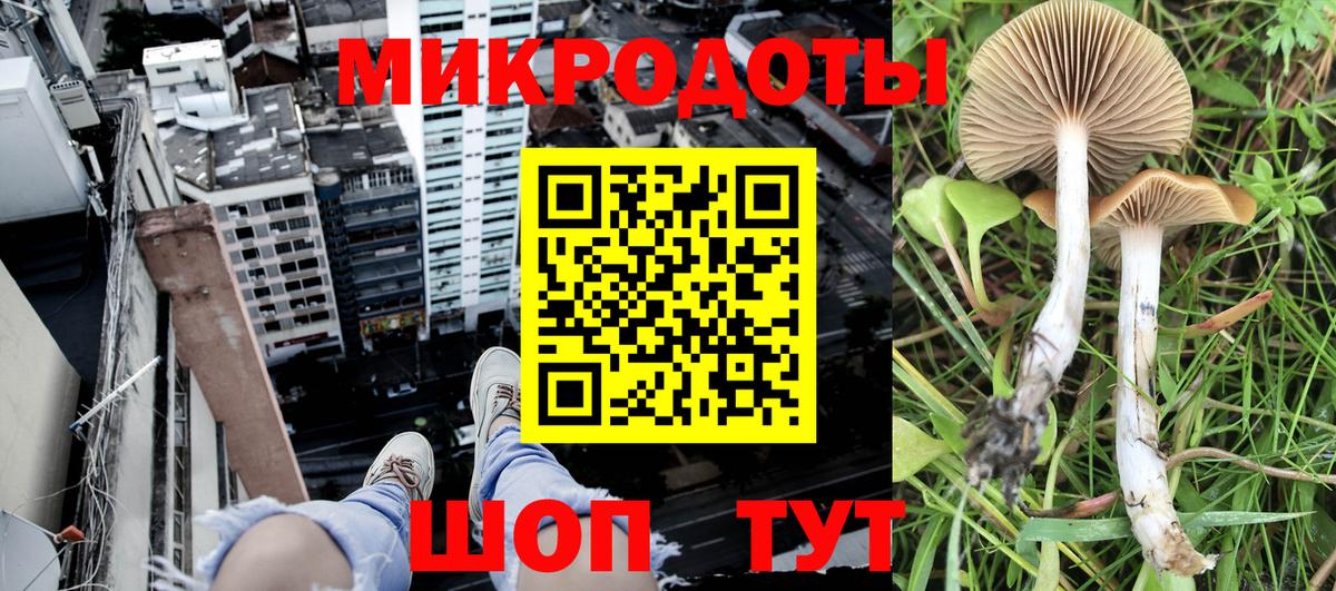Галлюциногенные грибы Psilocybine cubensis Краснознаменск